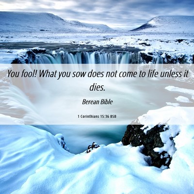 Picture 06 - 1 Corinthians 15:36 BSB - You fool! What you sow does not come to life - Bible Verse Picture