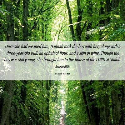 Picture 06 - 1 Samuel 1:24 BSB - Once she had weaned him, Hannah took the boy with - Bible Verse Picture