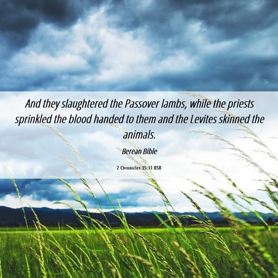 Picture 06 - 2 Chronicles 35:11 BSB - And they slaughtered the Passover lambs, while - Bible Verse Picture