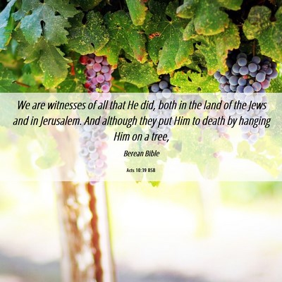 Picture 06 - Acts 10:39 BSB - We are witnesses of all that He did, both in the - Bible Verse Picture