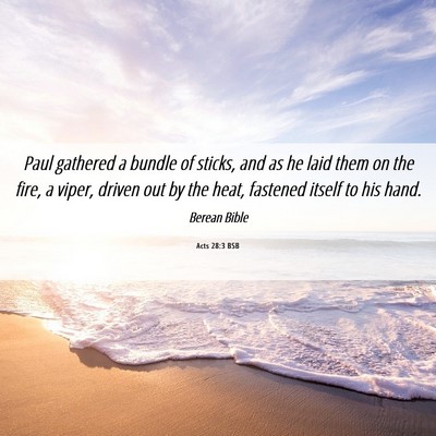 Picture 06 - Acts 28:3 BSB - Paul gathered a bundle of sticks, and as he laid - Bible Verse Picture