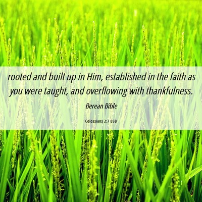 Picture 06 - Colossians 2:7 BSB - rooted and built up in Him, established in the - Bible Verse Picture