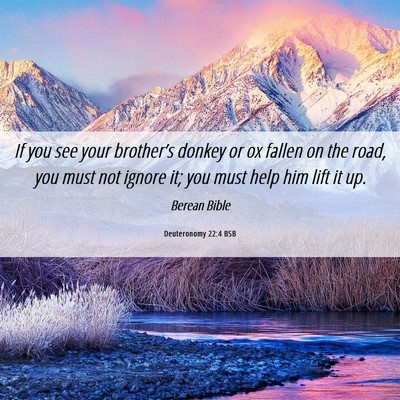 Picture 06 - Deuteronomy 22:4 BSB - If you see your brother’s donkey or ox fallen - Bible Verse Picture