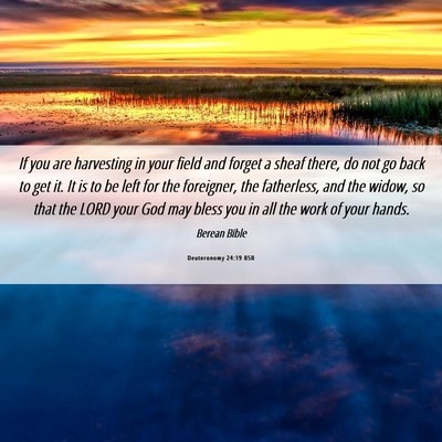 Picture 06 - Deuteronomy 24:19 BSB - If you are harvesting in your field and forget a - Bible Verse Picture