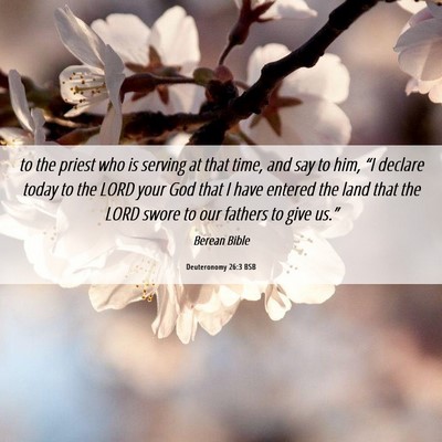 Picture 06 - Deuteronomy 26:3 BSB - to the priest who is serving at that time, and - Bible Verse Picture