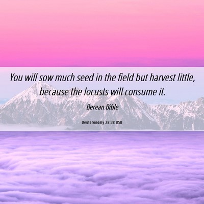 Picture 06 - Deuteronomy 28:38 BSB - You will sow much seed in the field but harvest - Bible Verse Picture
