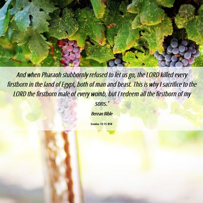 Picture 06 - Exodus 13:15 BSB - And when Pharaoh stubbornly refused to let us go, - Bible Verse Picture