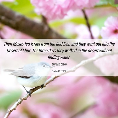 Picture 06 - Exodus 15:22 BSB - Then Moses led Israel from the Red Sea, and they - Bible Verse Picture