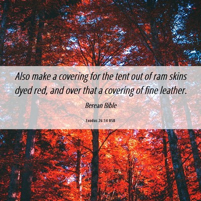 Picture 06 - Exodus 26:14 BSB - Also make a covering for the tent out of ram - Bible Verse Picture