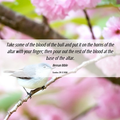 Picture 06 - Exodus 29:12 BSB - Take some of the blood of the bull and put it on - Bible Verse Picture