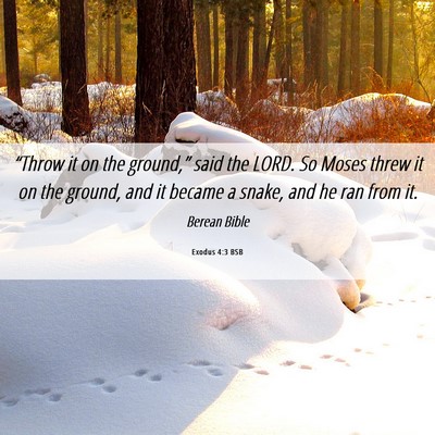 Picture 06 - Exodus 4:3 BSB - “Throw it on the ground,” said the LORD. So - Bible Verse Picture