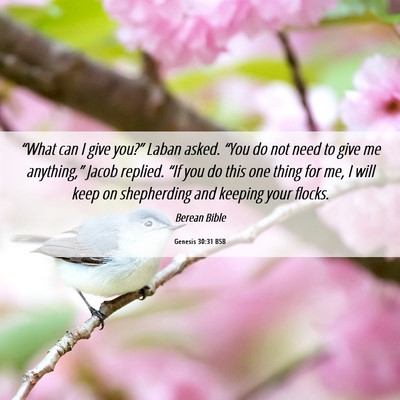 Picture 06 - Genesis 30:31 BSB - “What can I give you?” Laban asked. “You do - Bible Verse Picture