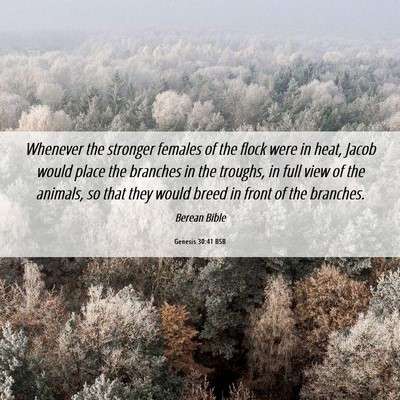 Picture 06 - Genesis 30:41 BSB - Whenever the stronger females of the flock were - Bible Verse Picture