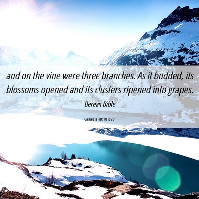 Picture 06 - Genesis 40:10 BSB - and on the vine were three branches. As it - Bible Verse Picture