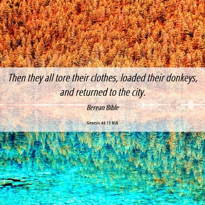 Picture 06 - Genesis 44:13 BSB - Then they all tore their clothes, loaded their - Bible Verse Picture