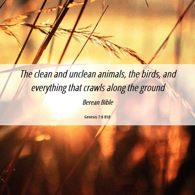 Picture 06 - Genesis 7:8 BSB - The clean and unclean animals, the birds, and - Bible Verse Picture