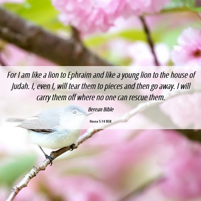Picture 06 - Hosea 5:14 BSB - For I am like a lion to Ephraim and like a young - Bible Verse Picture