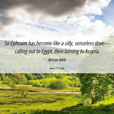 Picture 06 - Hosea 7:11 BSB - So Ephraim has become like a silly, senseless - Bible Verse Picture