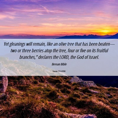 Picture 06 - Isaiah 17:6 BSB - Yet gleanings will remain, like an olive tree - Bible Verse Picture
