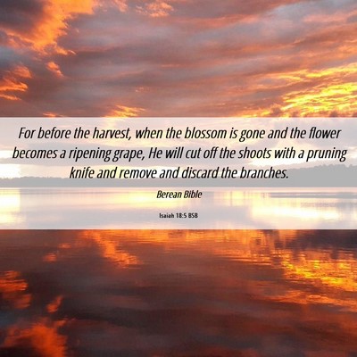 Picture 06 - Isaiah 18:5 BSB - For before the harvest, when the blossom is gone - Bible Verse Picture