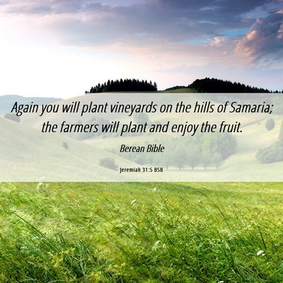 Picture 06 - Jeremiah 31:5 BSB - Again you will plant vineyards on the hills of - Bible Verse Picture