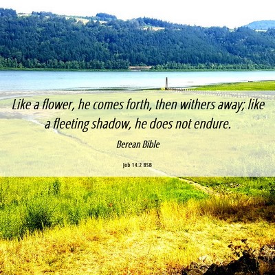 Picture 06 - Job 14:2 BSB - Like a flower, he comes forth, then withers away; - Bible Verse Picture