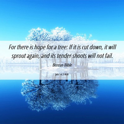 Picture 06 - Job 14:7 BSB - For there is hope for a tree: If it is cut down, - Bible Verse Picture