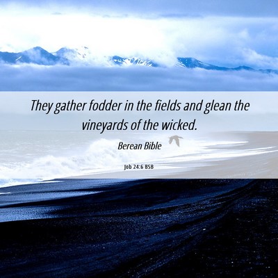 Picture 06 - Job 24:6 BSB - They gather fodder in the fields and glean the - Bible Verse Picture