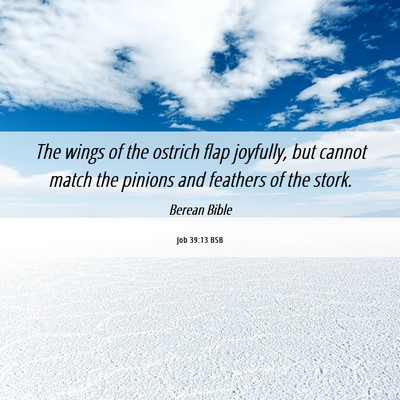 Picture 06 - Job 39:13 BSB - The wings of the ostrich flap joyfully, but - Bible Verse Picture