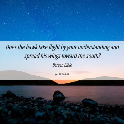 Picture 06 - Job 39:26 BSB - Does the hawk take flight by your understanding - Bible Verse Picture