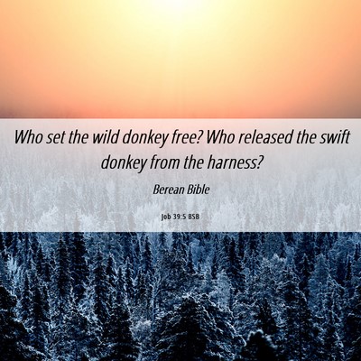 Picture 06 - Job 39:5 BSB - Who set the wild donkey free? Who released the - Bible Verse Picture