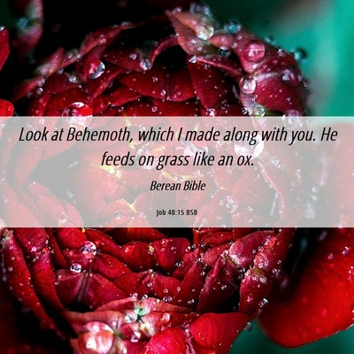 Picture 06 - Job 40:15 BSB - Look at Behemoth, which I made along with you. He - Bible Verse Picture