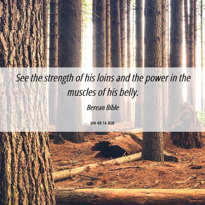 Picture 06 - Job 40:16 BSB - See the strength of his loins and the power in - Bible Verse Picture