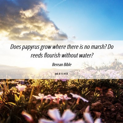 Picture 06 - Job 8:11 BSB - Does papyrus grow where there is no marsh? Do - Bible Verse Picture