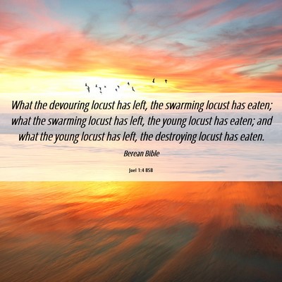 Picture 06 - Joel 1:4 BSB - What the devouring locust has left, the swarming - Bible Verse Picture