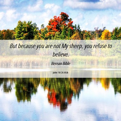 Picture 06 - John 10:26 BSB - But because you are not My sheep, you refuse to - Bible Verse Picture