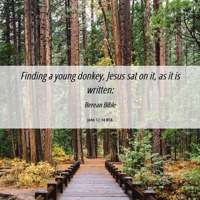 Picture 06 - John 12:14 BSB - Finding a young donkey, Jesus sat on it, as it is - Bible Verse Picture