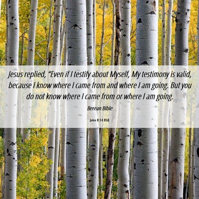 Picture 06 - John 8:14 BSB - Jesus replied, “Even if I testify about Myself, - Bible Verse Picture