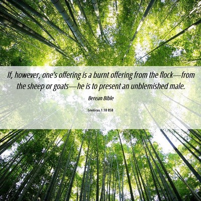 Picture 06 - Leviticus 1:10 BSB - If, however, one’s offering is a burnt offering - Bible Verse Picture