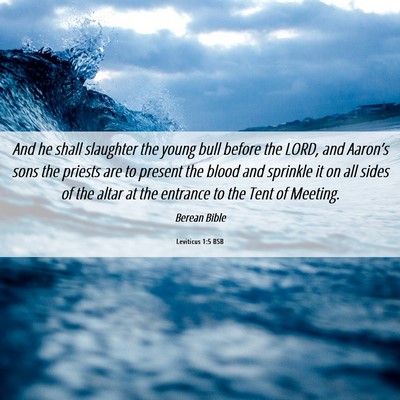Picture 06 - Leviticus 1:5 BSB - And he shall slaughter the young bull before the - Bible Verse Picture