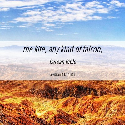 Picture 06 - Leviticus 11:14 BSB - the kite, any kind of - Bible Verse Picture