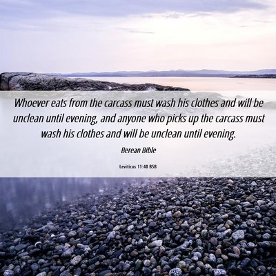 Picture 06 - Leviticus 11:40 BSB - Whoever eats from the carcass must wash his - Bible Verse Picture