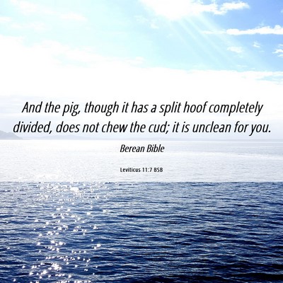 Picture 06 - Leviticus 11:7 BSB - And the pig, though it has a split hoof - Bible Verse Picture