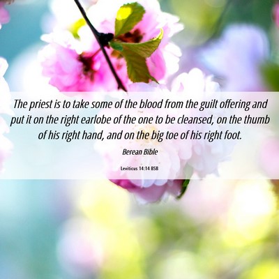 Picture 06 - Leviticus 14:14 BSB - The priest is to take some of the blood from the - Bible Verse Picture