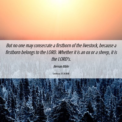 Picture 06 - Leviticus 27:26 BSB - But no one may consecrate a firstborn of the - Bible Verse Picture