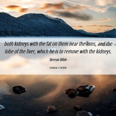 Picture 06 - Leviticus 3:10 BSB - both kidneys with the fat on them near the loins, - Bible Verse Picture