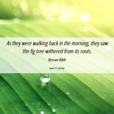 Picture 06 - Mark 11:20 BSB - As they were walking back in the morning, they - Bible Verse Picture