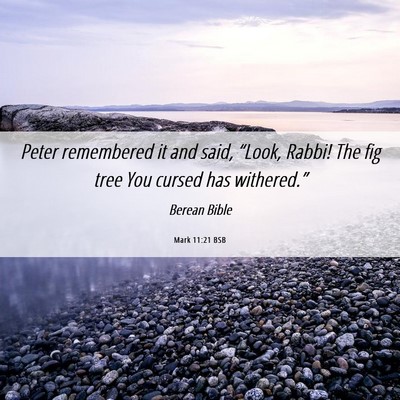 Picture 06 - Mark 11:21 BSB - Peter remembered it and said, “Look, Rabbi! The - Bible Verse Picture