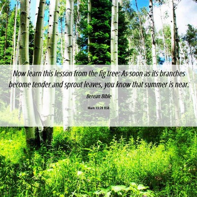 Picture 06 - Mark 13:28 BSB - Now learn this lesson from the fig tree: As soon - Bible Verse Picture