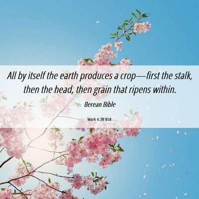 Picture 06 - Mark 4:28 BSB - All by itself the earth produces a crop—first - Bible Verse Picture